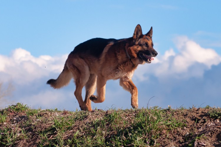 Рэм немецкая овчарка