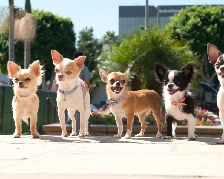 Картун дог чихуахуа