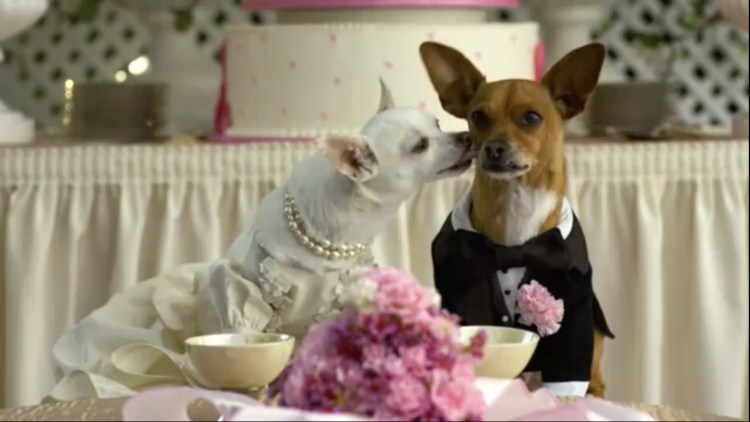 Крошка из Беверли-Хиллз фильм 2008