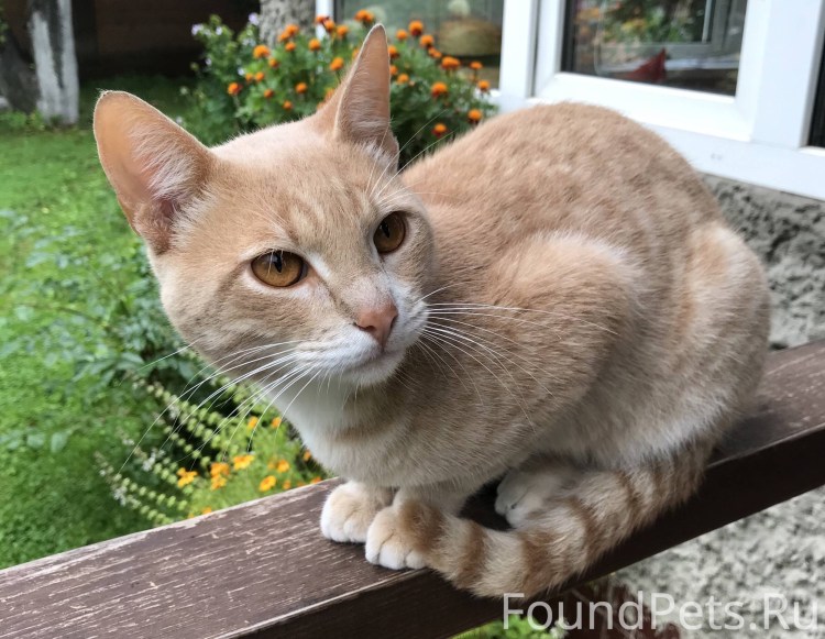 Кошка персикового цвета
