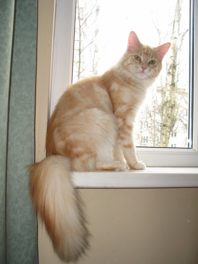 Сибирская кошка персикового окраса