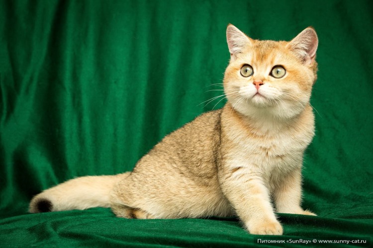 Кремовая кошка