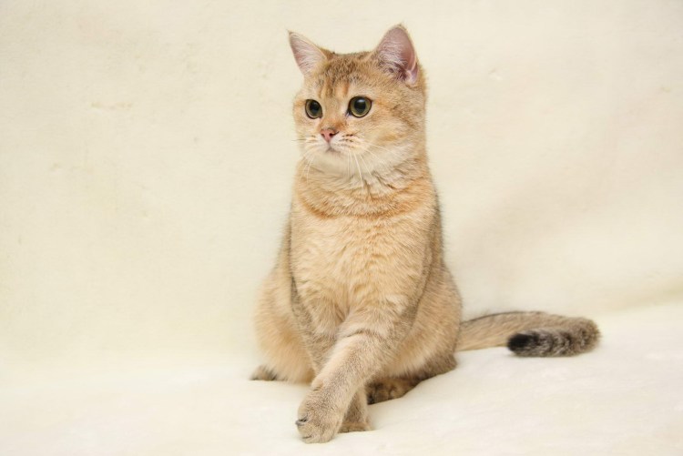 Сибирский кот персикового окраса