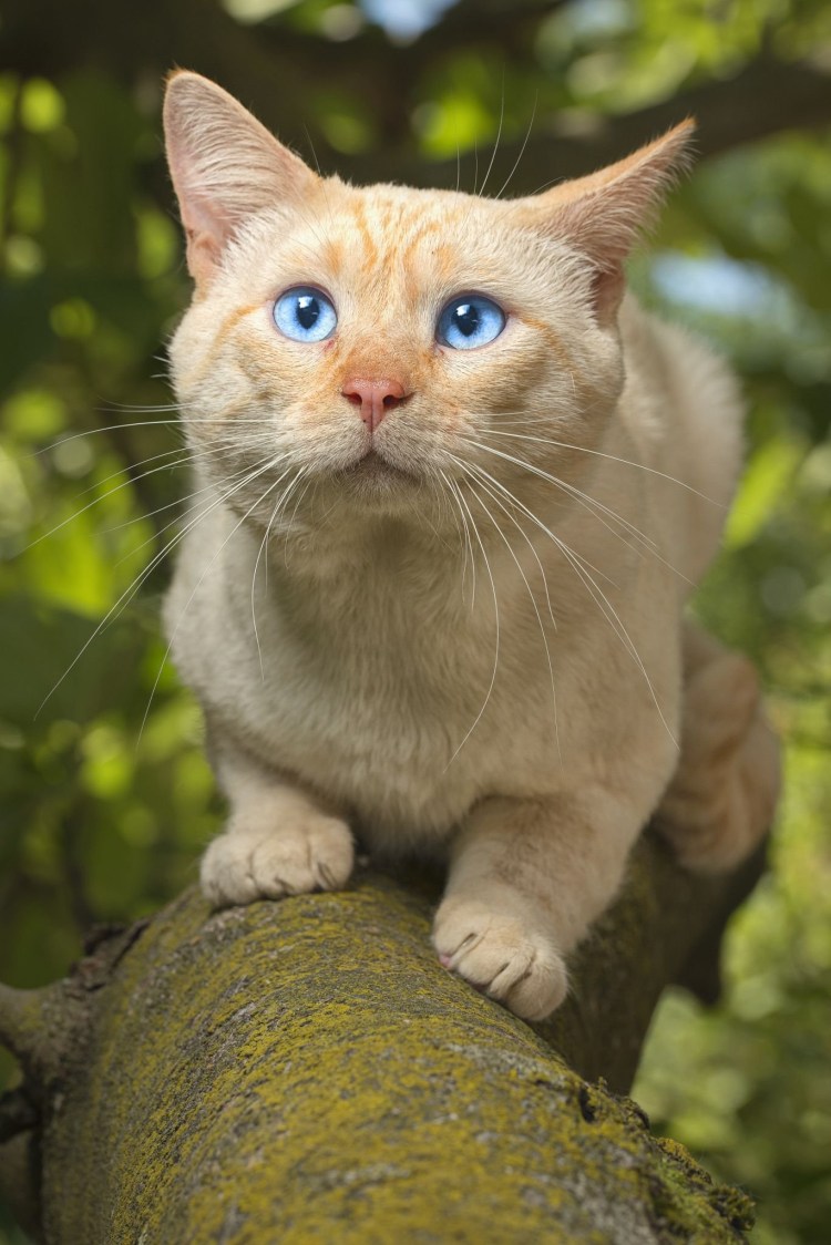 Сибирский кот персикового окраса