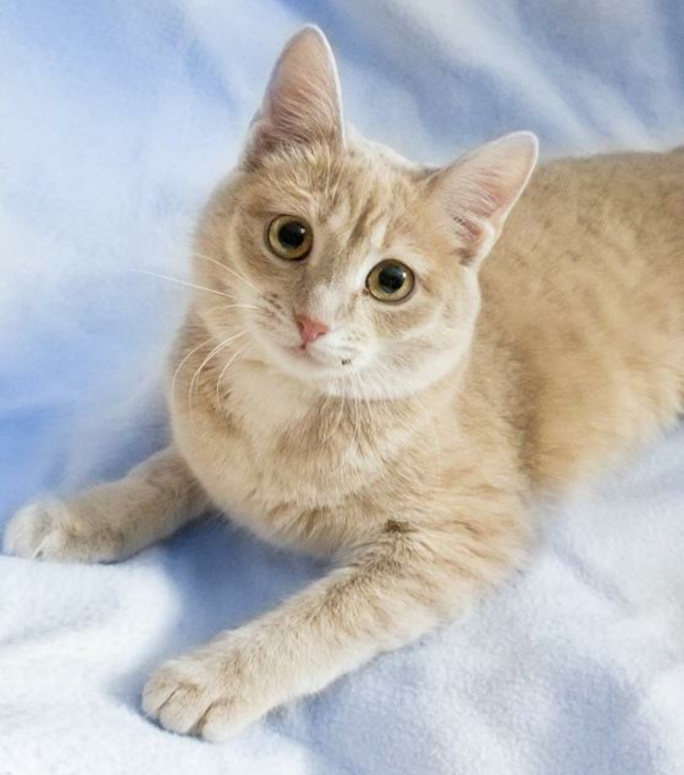 Сибирский гладкошерстный персиковый кот