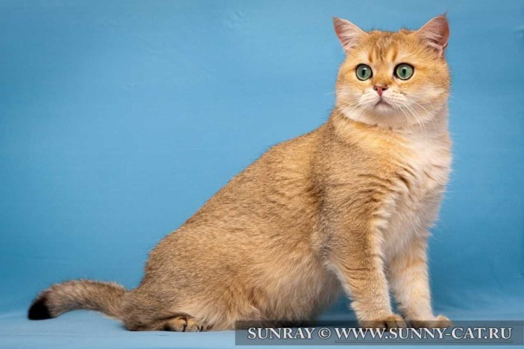 Сибирские коты персикового окраса
