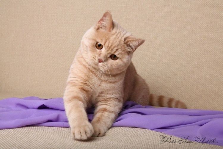Персиковый британец кот