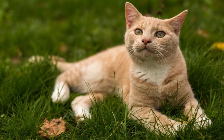 Невская маскарадная окрас ред-Пойнт