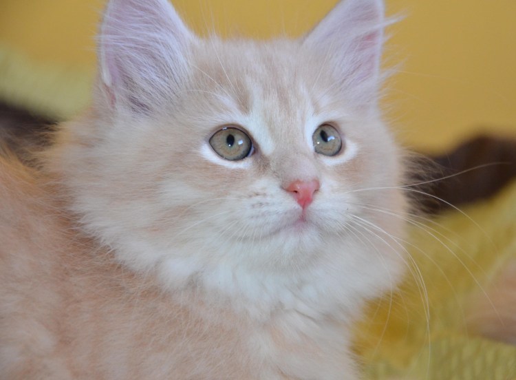 Кот британец кремовый