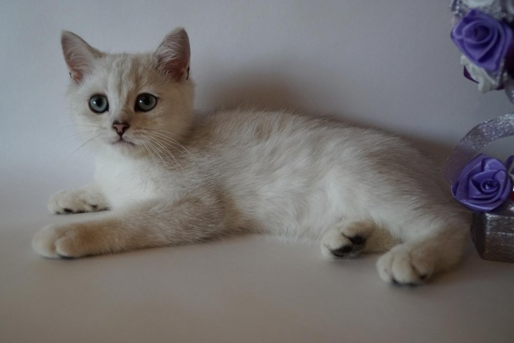 Котенок британец палевый