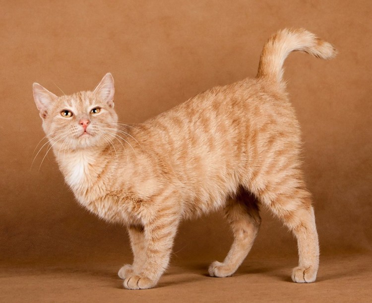 Британский кот прямоухий персиковый