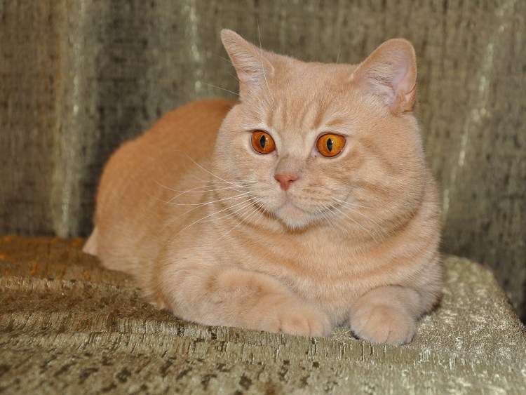 Кот британский гладкошерстный палевый