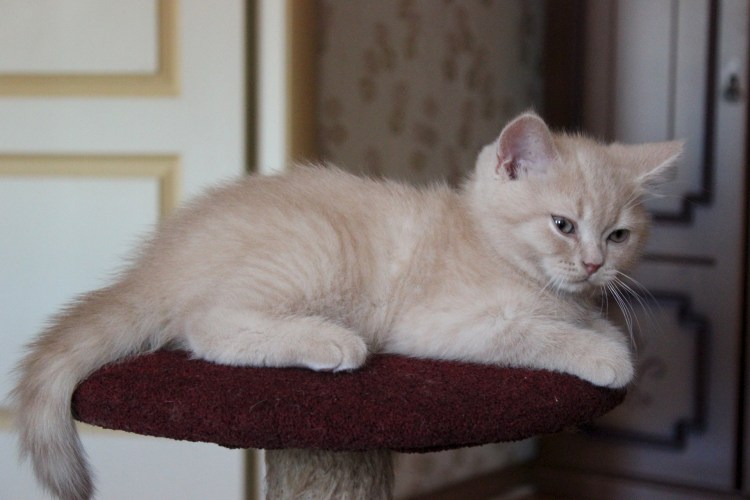 Цейлонская порода кошек