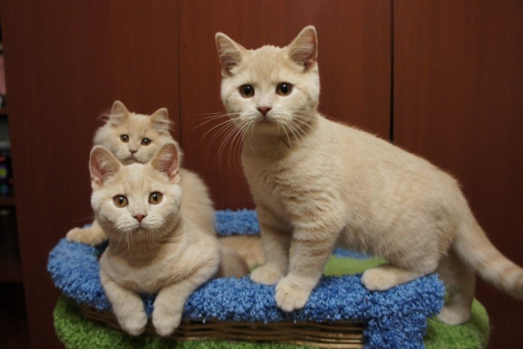 Бежевый пушистый кот