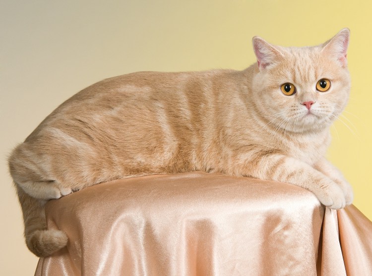 Бежевый котенок