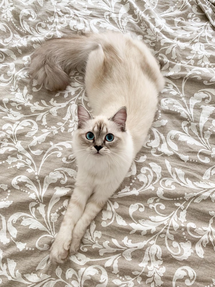 Европейская короткошерстная кошка кремовая