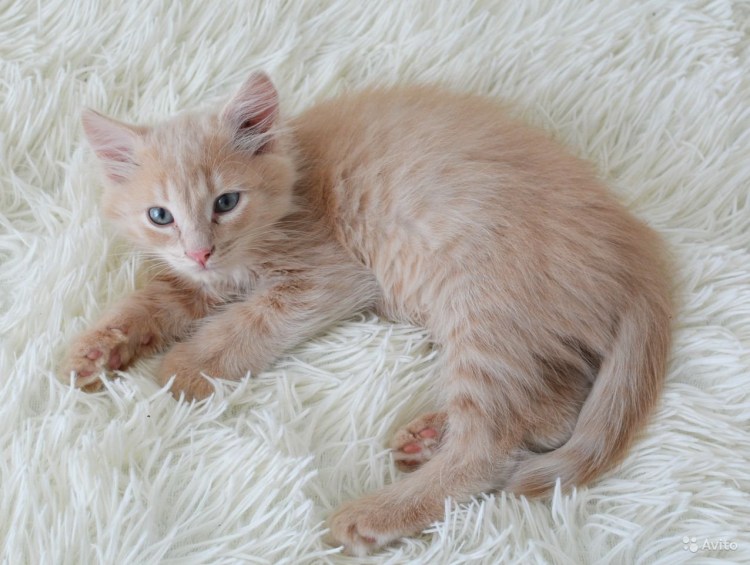 Сибирская кошка палевая