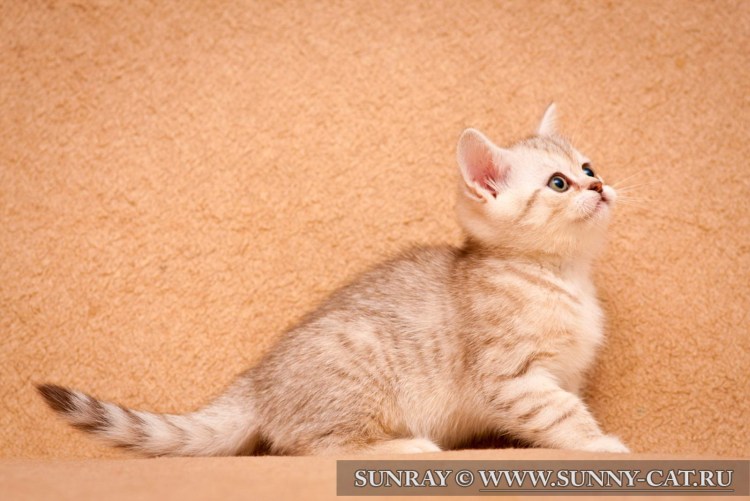 Палевая кошка короткошерстная