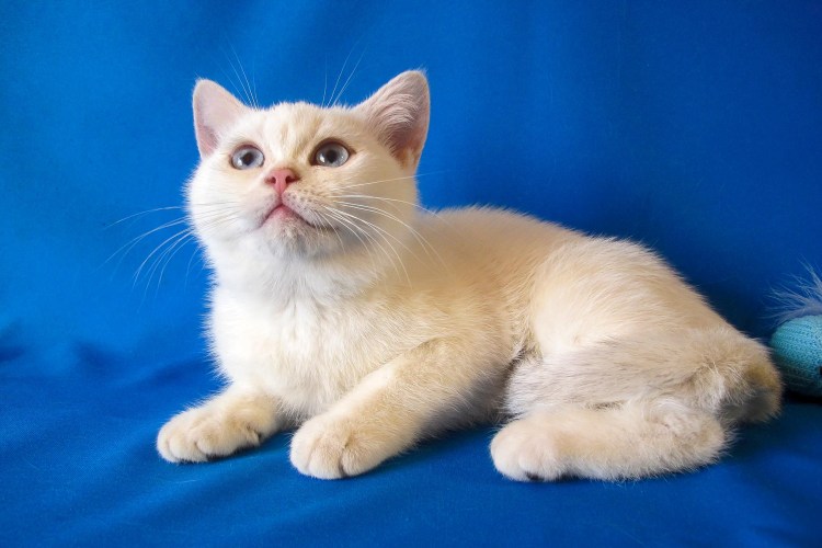 Азиатская табби