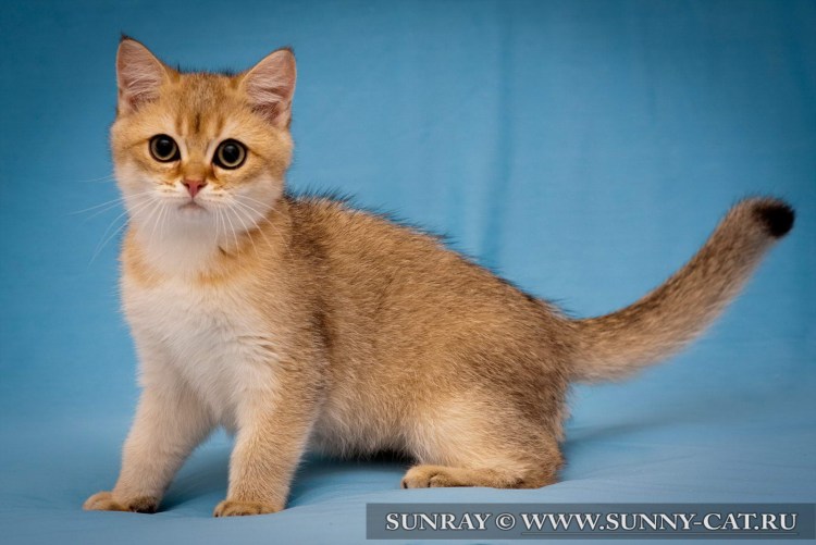 Бежевый котенок