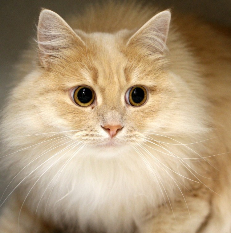 Европейская Бурма кремовая