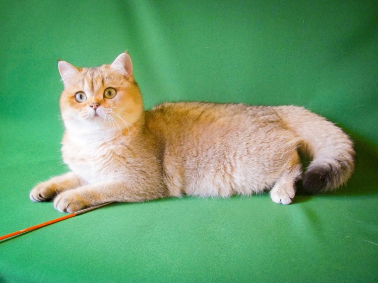 Австралийская дымчатая кошка австралийская мист