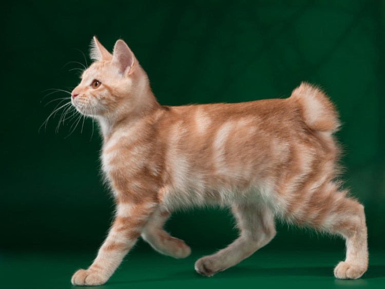 Кот британский гладкошерстный палевый