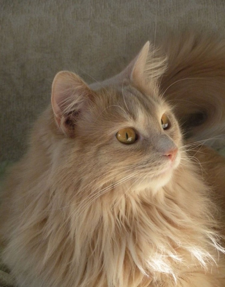 Шотландский скоттиш страйт персиковый