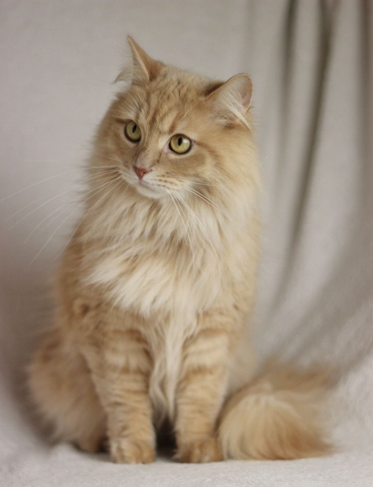 Кот шотландский прямоухий палевый