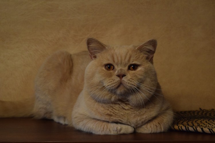 Британский кот прямоухий персиковый