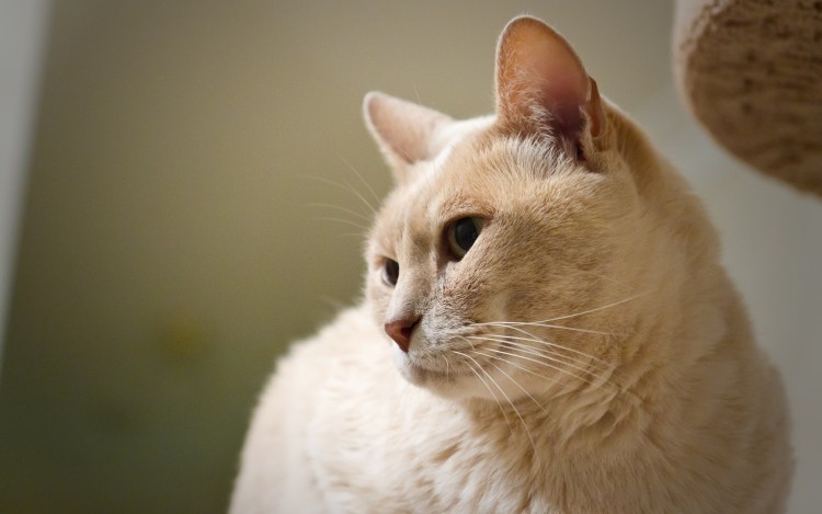 Британский длинношерстный кот персиковый