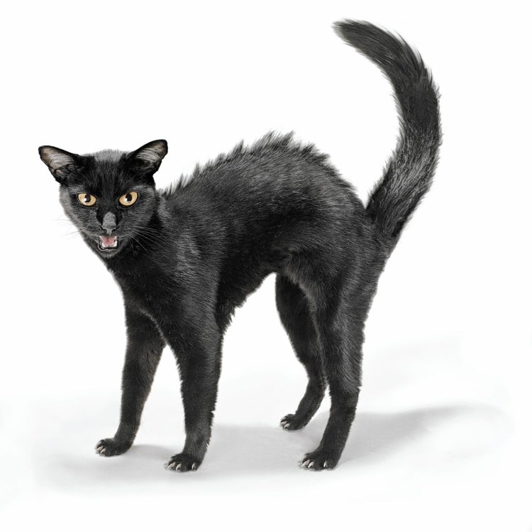 Кошка гуляет