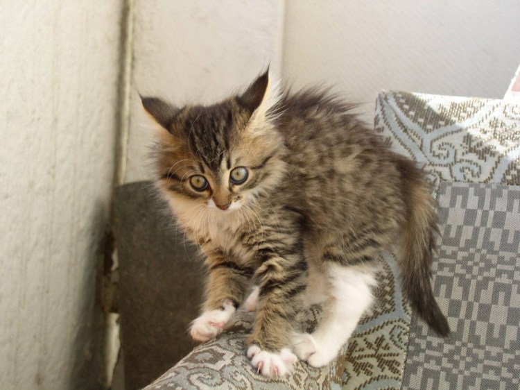 Испуганный кот шерсть дыбом