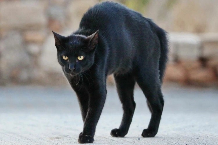 Черная кошка на дыбах