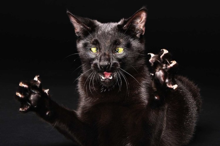 Черный кот Мем