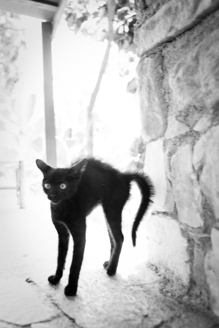 Коты породы Ликои