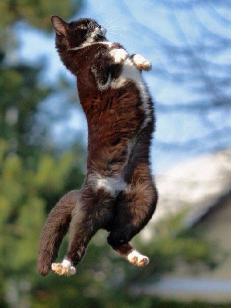 Кошки акробаты