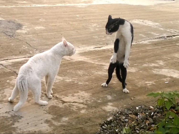 Черная кошка бежит