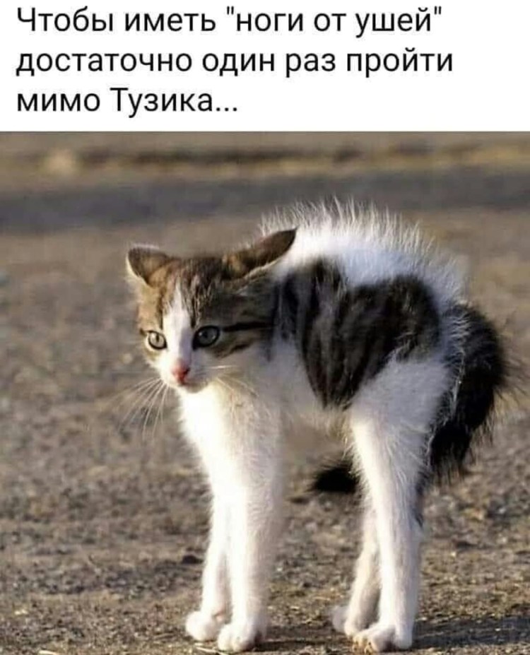 Коты шерсть дыбом