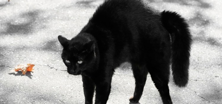 Котенок под дождем