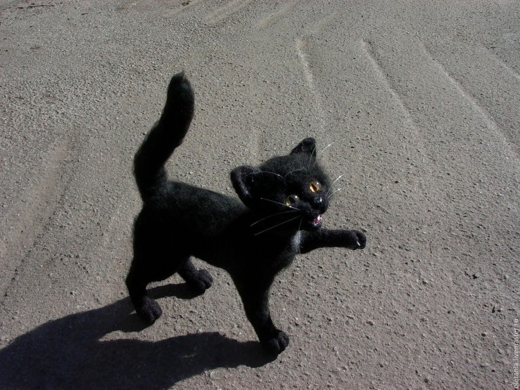 Чёрная кошка перебежала дорогу