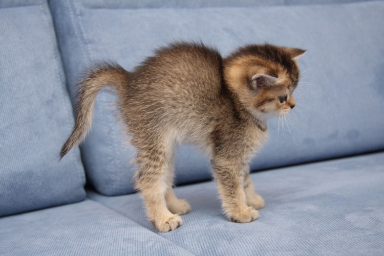 Кот встал на дыбы