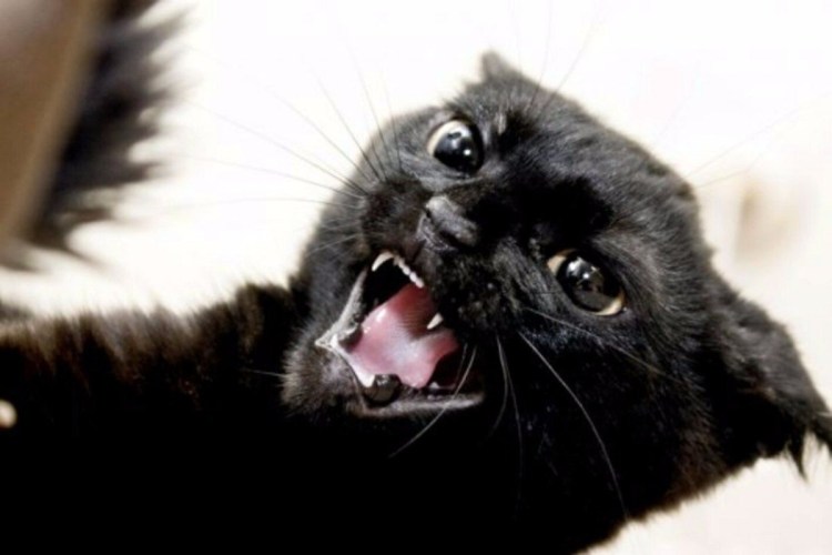 Кот в прыжке