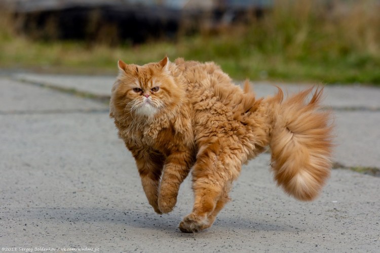 Рыжий пушистый кот бегает