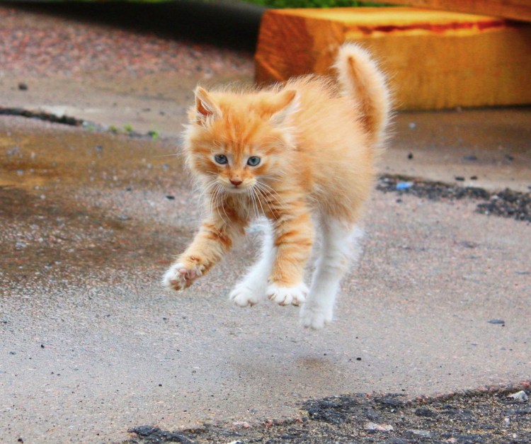 Злой рыжий котенок