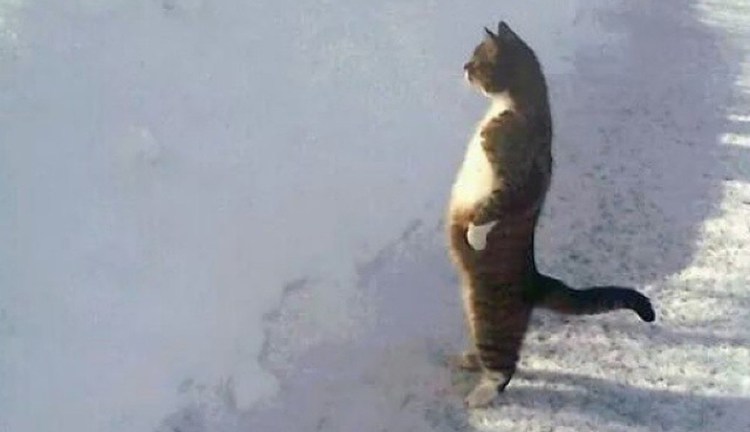 Коты в стойке