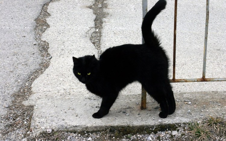 Котята бегают