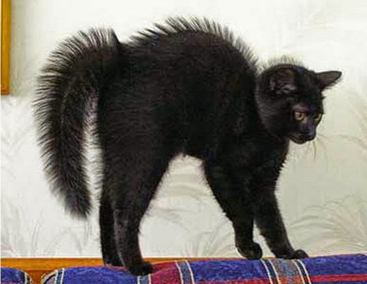 Забавные коты