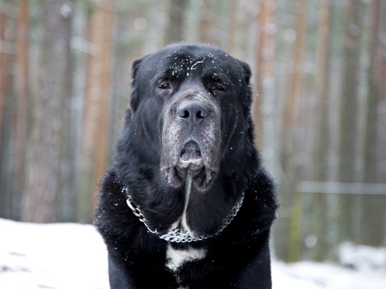 Алабай и Кавказская овчарка