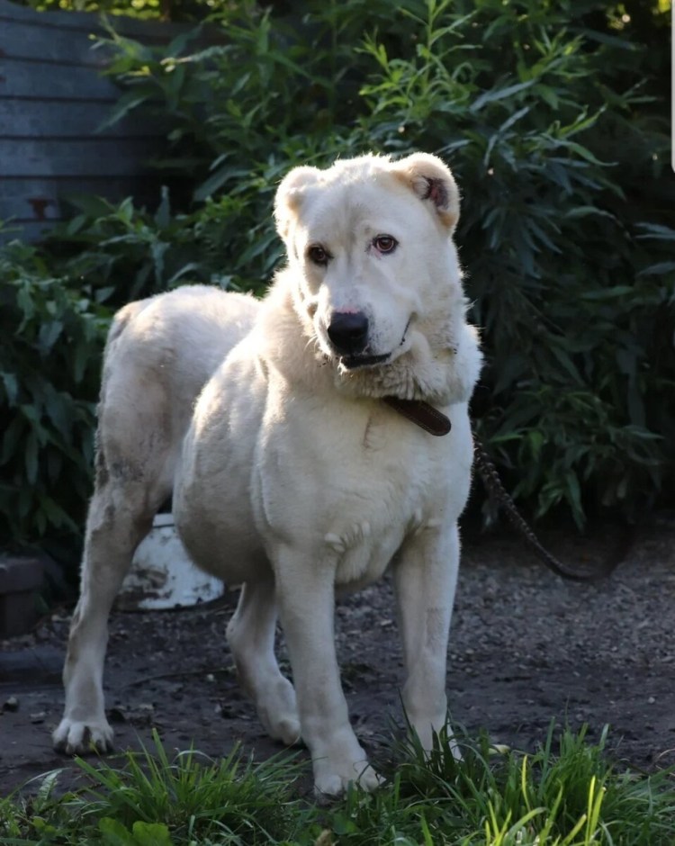 Питомник собак в Оренбурге